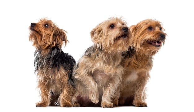 Drei Yorkshire Terrier sitzen und schauen auf