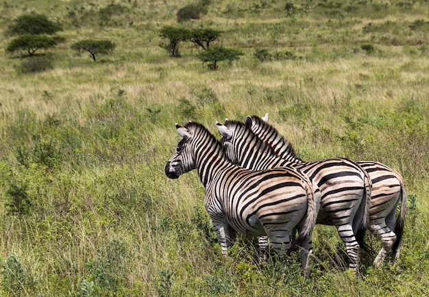 Drei Zebras in der Wildnis