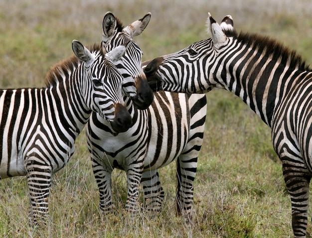 Drei Zebras stehen zusammen. Kenia. Tansania. Nationalpark. Serengeti. Maasai Mara.