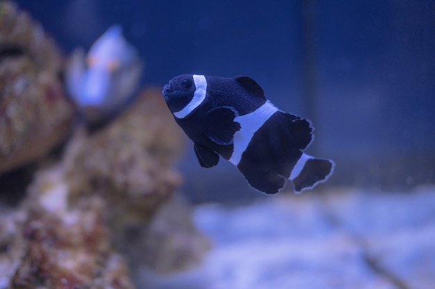 Dreiband-Anemonenfisch im Aquarium