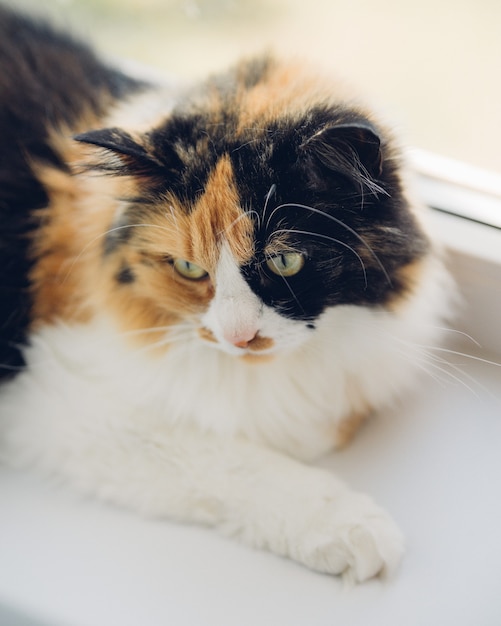 Dreifarbige entspannende traurige Katze der jungen Schildkröte. Katze mit grünen Augen, die auf Fensterbank liegen.