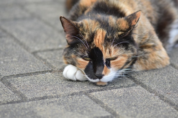 Dreifarbige Katze auf Betonboden