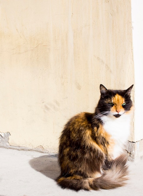 Dreifarbige Katze auf einem braunen Hintergrundkopierraum