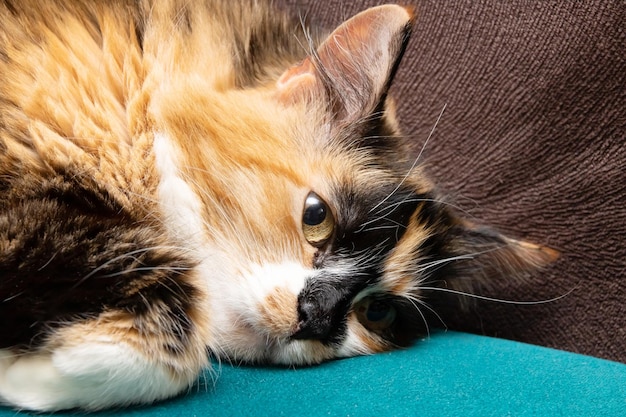 Dreifarbige Katze, die auf der Couch in der Nähe ruht