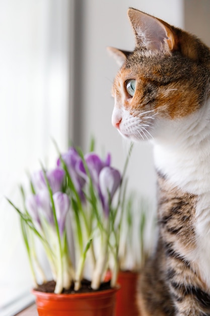 Dreifarbige Katze, die durch das Fenster schaut