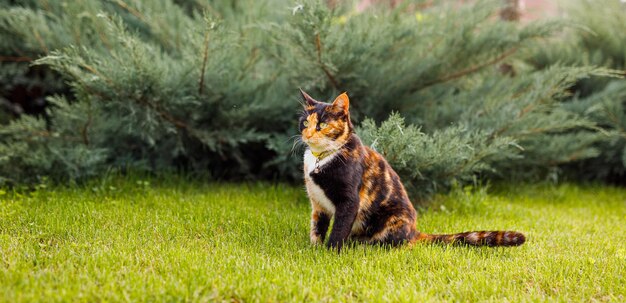 Dreifarbige Katze geht im Hof des Hauses auf grünem Rasen spazieren und sucht nach Nahrung