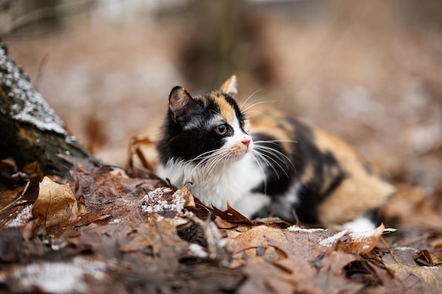 Dreifarbige katze im freien im park in blättern bei kaltem wetter