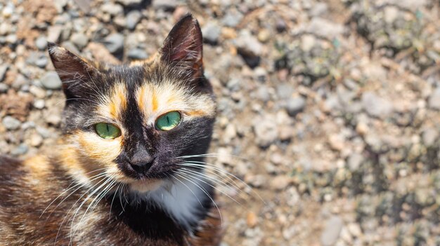 Dreifarbige Katze mit grüner Augenmündung, Nahaufnahme, Kopienraum