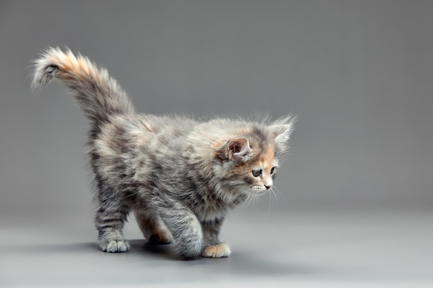 Dreifarbige Katze mit Weiß, Rot und Grau auf grauem Hintergrund