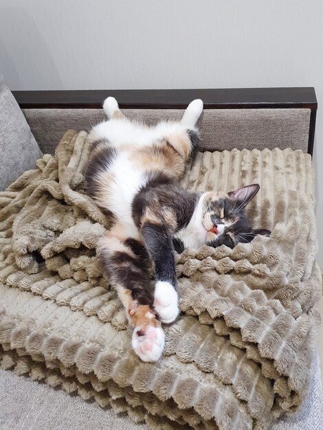 Dreifarbige Katze schläft auf dem Rücken auf der Couch, ein süßes flauschiges Haustier schläft mit ausgestreckten weißen Pfoten. Lustiges Kätzchen liegt mit geschlossenen Augen drinnen.