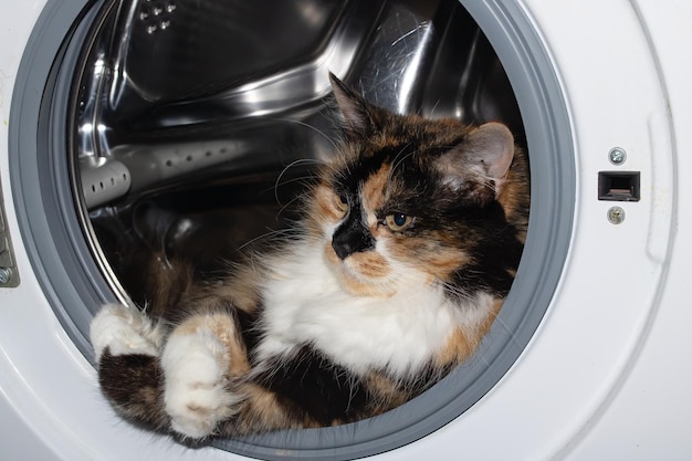 Dreifarbige Katze schläft in der Waschmaschine