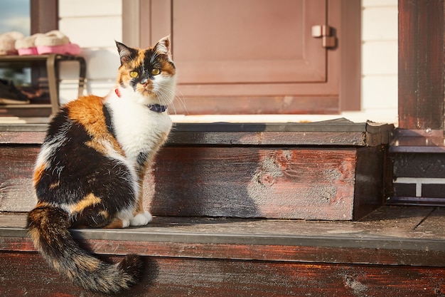 Dreifarbige Katze sitzt auf den Schritten des Hauses in der Sonne