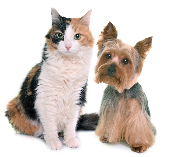 dreifarbige Katze und Yorkshire-Terrier