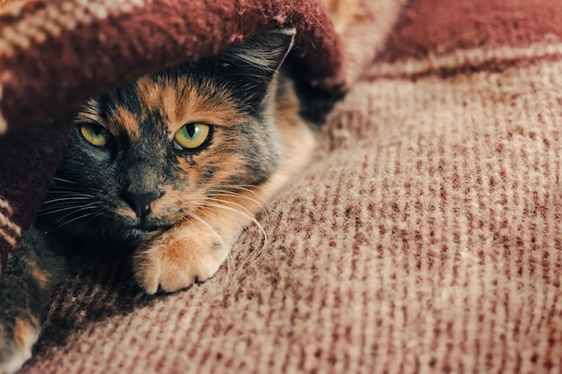 Dreifarbige Katze versteckt sich unter einer karierten Wolldecke