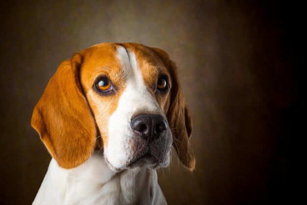 Dreifarbiger Beagle-Hund wartet und fängt eine Leckerei im Studio vor dunklem Hintergrund