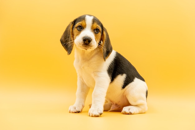 Dreifarbiger Beagle-Welpe, der mit zartem Blick in die Kamera schaut, gelber Hintergrund