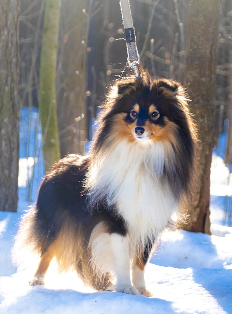 Dreifarbiger Shetland-Schäferhund