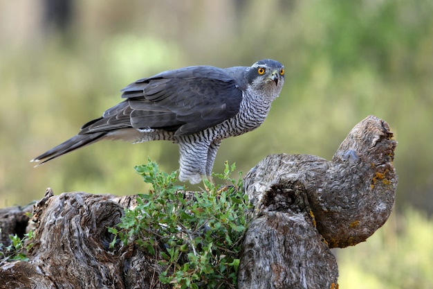 Dreijähriger Mann von Northern Goshawk, Accipiter gentilis