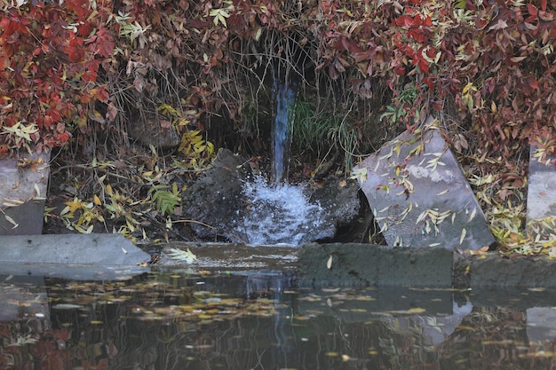 drenaje de agua en el río en el parque de otoño