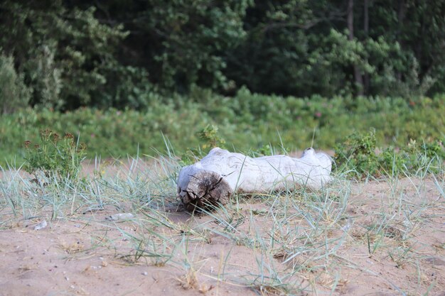 Driftwood blanco antiguo se encuentra en la arena de la playa hierba verde en el fondo