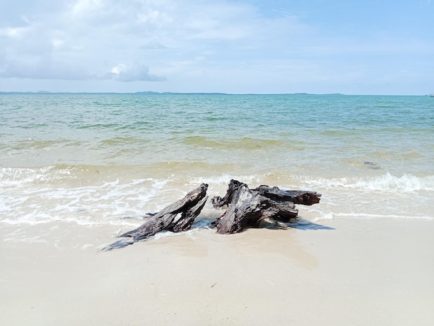 Driftwood en la playa de Belitung. Hermosa playa tropical con olas de mar lavando arena blanca.