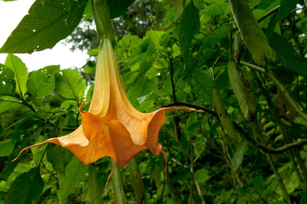 Droga planta datura flor medicina veneno flor