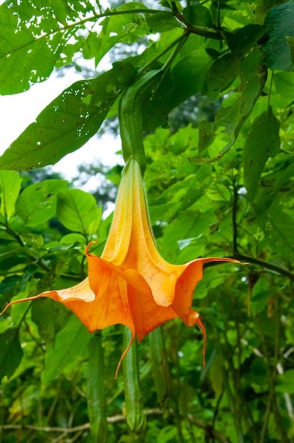 Droga planta datura flor remédio veneno flor