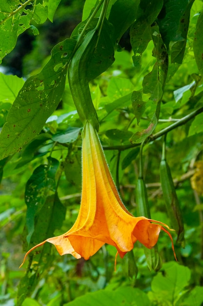 Droge Pflanze Datura Blume Medizin Giftblume