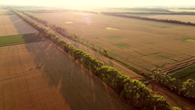 Drohne, die während des Sonnenuntergangs im Morgengrauen über die Straße zwischen Weizenfeldern fliegt