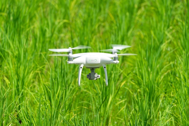 Drohne fliegt auf dem grünen Reisfeld