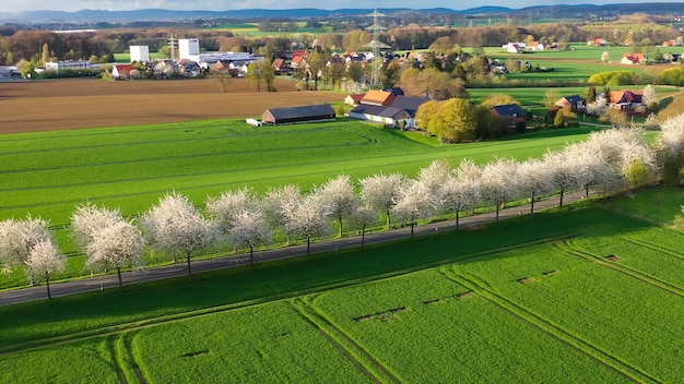 Drohnen-Aufnahme der Frühlingslandschaft eine Straße zwischen blühenden Kirschstraßen in der Nähe von Dörfern und grünen Feldern Deutschland Landschaft