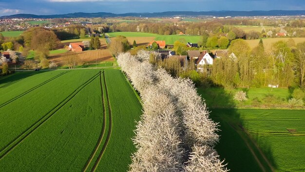 Drohnen-Aufnahme der Frühlingslandschaft eine Straße zwischen blühenden Kirschstraßen in der Nähe von Dörfern und grünen Feldern Deutschland Landschaft