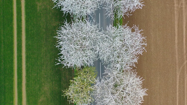 Drohnen-Aufnahme der Frühlingslandschaft eine Straße zwischen blühenden Kirschstraßen in der Nähe von Dörfern und grünen Feldern Deutschland Landschaft