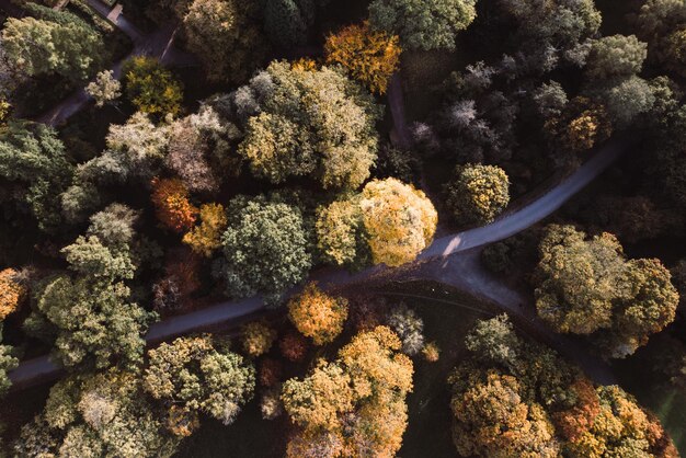 Foto drohnenansicht der straße inmitten der bäume