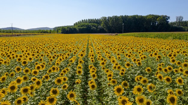 Drohnenansicht des Sonnenblumenfeldes