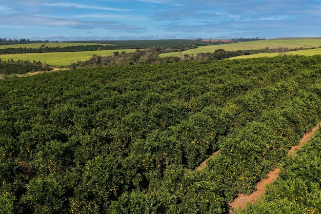 Drohnenansicht einer Orangenplantage mit blauem Himmel zwischen Wolken