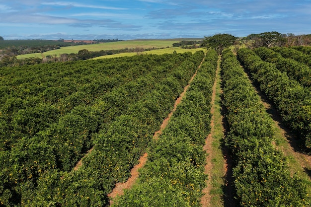 Drohnenansicht einer Orangenplantage mit blauem Himmel zwischen Wolken