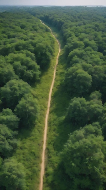 Drohnenansicht eines grünen Waldes mit einer unbefestigten Straße