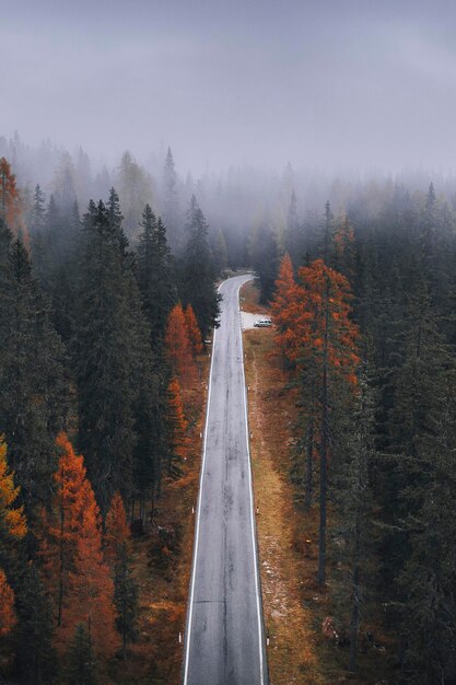 Drohnenansicht eines nebligen Nadelwaldes im Herbst