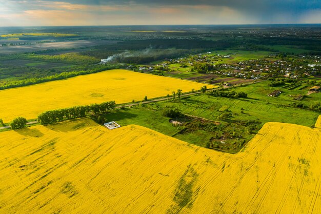 Drohnenansicht gelber Rapsfelder bei Sonnenuntergang