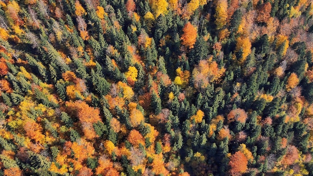 Drohnenaufnahme der Natur in Rumänien