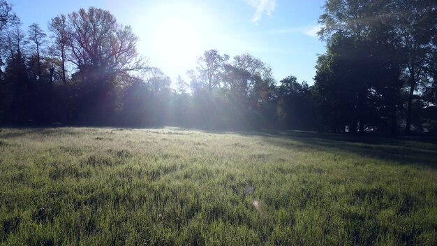 Drohnenflug über Feldweg im Park am frühen Morgen