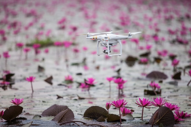 Drohnenflugzeuge schwebt auf dem rosa Lotussee.