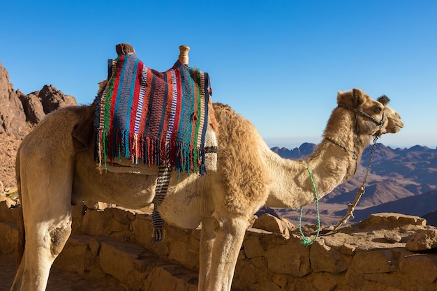 Dromedar camelo nas areias do quente deserto do Egito Sinai