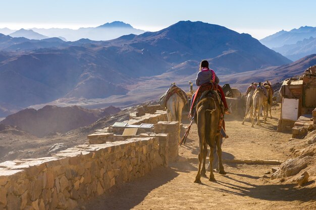 Dromedar camelo nas areias do quente deserto do egito sinai