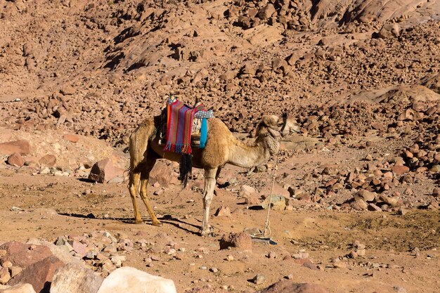 Dromedar-Kamel im Hintergrundsand der heißen Wüste Ägypten Sinai