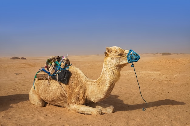 Dromedário camelo sentado na areia no deserto do Saara, descansando