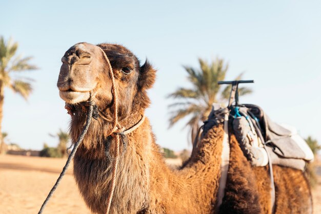 Dromedario del desierto del Sahara. Viajes a Marruecos.