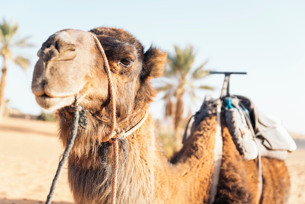 Dromedario del desierto del Sahara. Viajes a Marruecos.