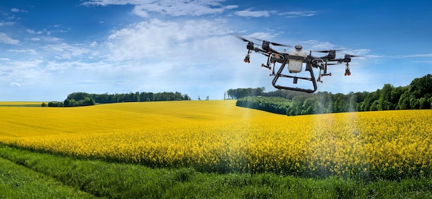 Un dron agrícola rocía los campos de colza para protegerlos contra las plagas y aumentar los rendimientos